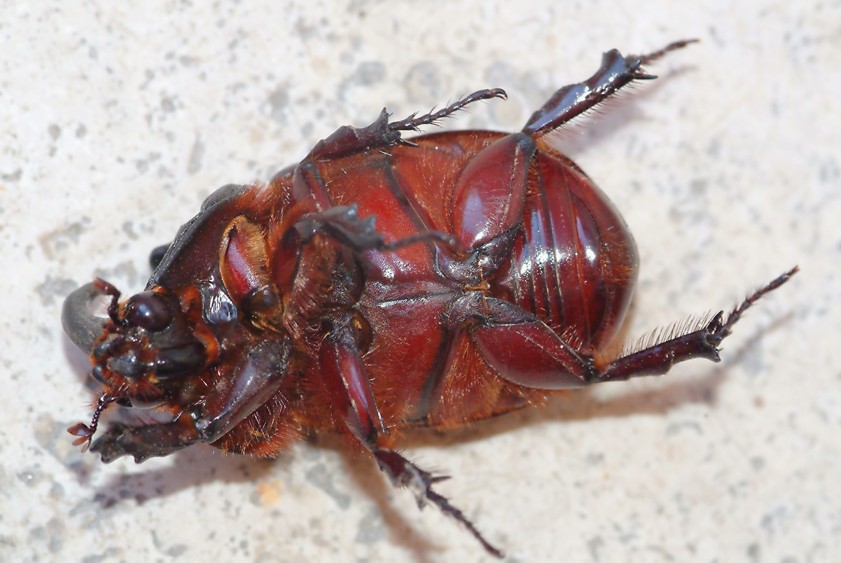 Oryctes nasicornis